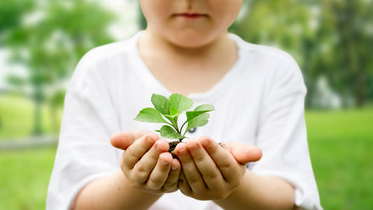 Donation of a Tree